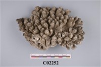 藏品(珊瑚化石)的圖片